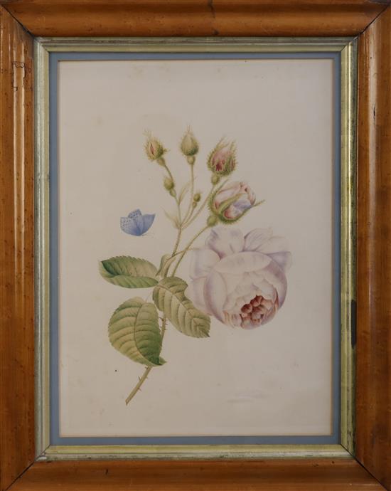 19th century English School Botanical studies largest 14.5 x 11in.